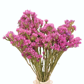 Dried statice pink (limonium) - dried flowers