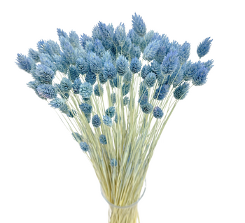 Dried phalaris blue- canary grass- 80 pcs.