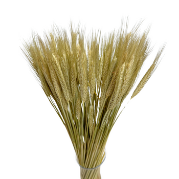 Dried natural triticale - dry cereals - 60 pcs.