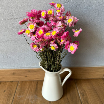 Acroclinium pink (drylin) - dried flowers