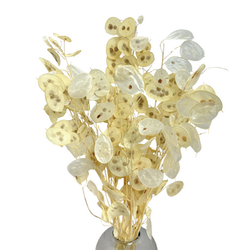 A bunch of bleached lunaria.