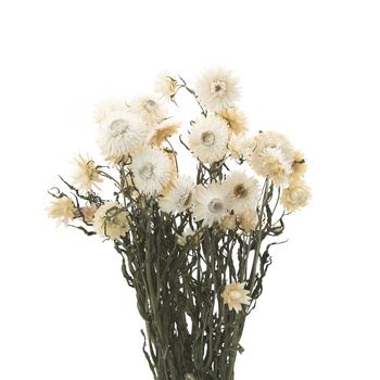 Dried white blanket (Helichrysum) 90g