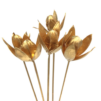 Dried golden lily - dried flowers