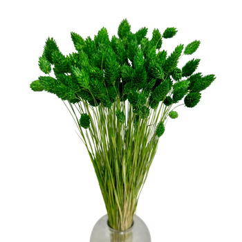 Phalaris dried green - canary grass - 80 pcs.