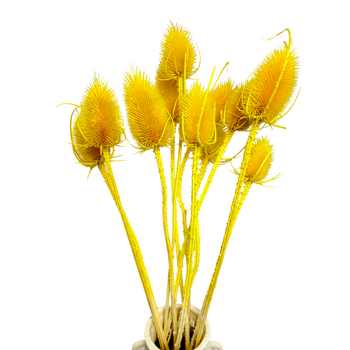 Dried yellow thistle 10 pcs.