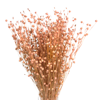 Light pink flax 90g - dried flowers