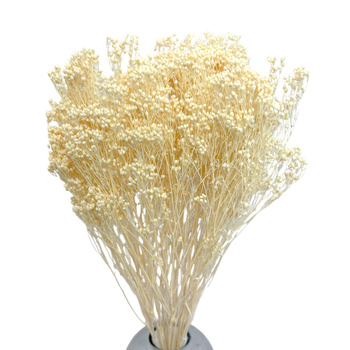 Broom Bloom bleached 100g - broom - dried flowers