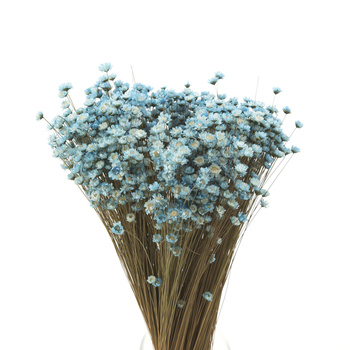 Dried glixia blue - dried flowers 100g