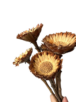 Suszona protea rosetta  naturalna