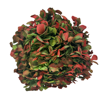 Stabilized  hydrangea bicolor green & red