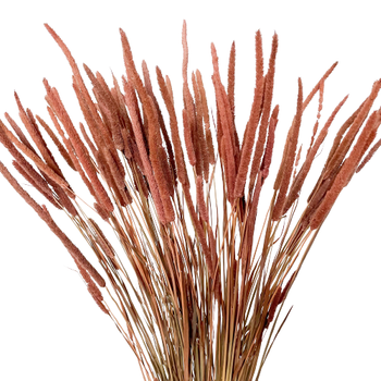 Phleum (Timothy) brown 100g - dried grasses