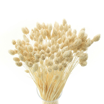 Dried phalaris bleached - canary moss -80 pcs.