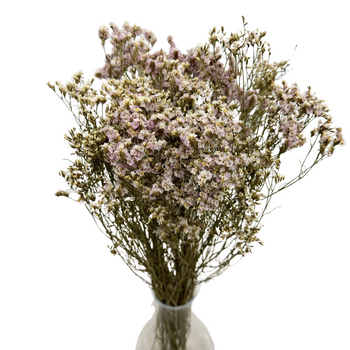 Limonium jasnoróżowe - suszone kwiaty