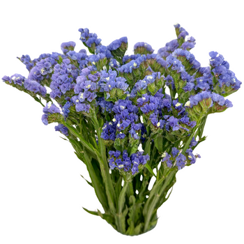 Zatrwian wrębny niebieski (limonium) - suszone kwiaty