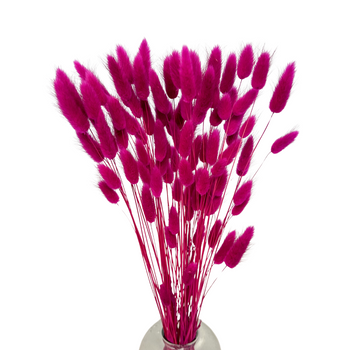 Lagurus dried fuchsia 50g, approx. 70 pcs.