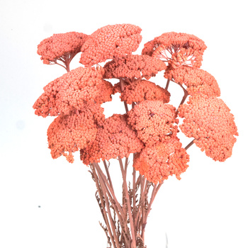 Krwawnik suszony peach (Achillea)