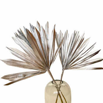 Dried silver palm leaf - palm sun