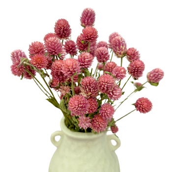 Pink gomphrena - dried flowers