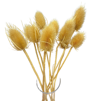 Dried bleached thistle 10 pcs.