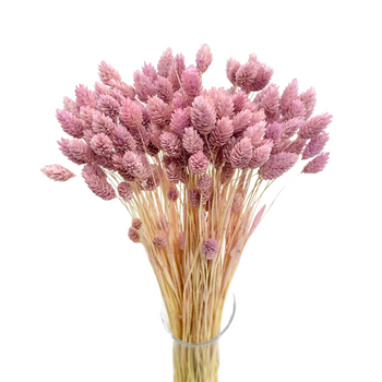 Phalaris dried light purple - canary grass - 80 pcs.