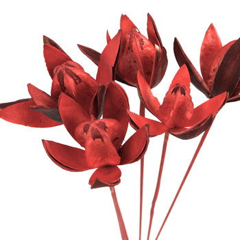 Dried red lily - dried flowers