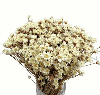 Dried natural glyxia, glixia - dried flowers 100g