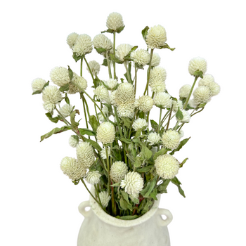 White gomphrena - dried flowers