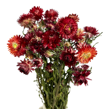 Dried red blanket (Helichrysum) 90g