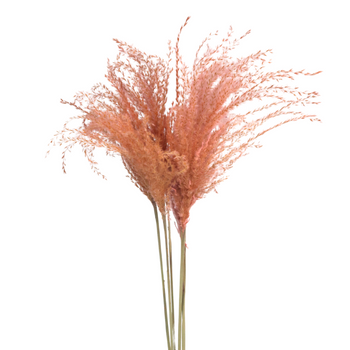 Miscanthus light pink dried 5 pcs.