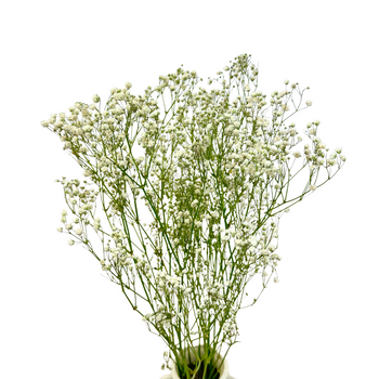 Dried natural gypsophila - bouquet