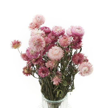 Dried pink blanket (Helichrysum) 90g