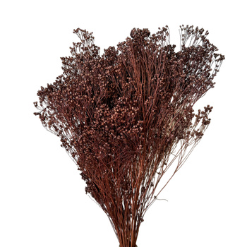 Broom Bloom brown 100g - broom - dried flowers