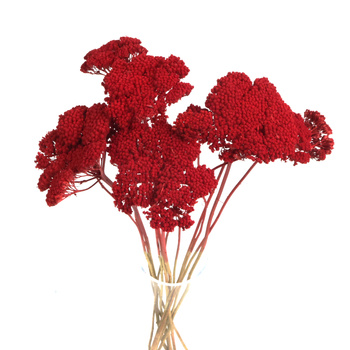 Dried red yarrow (Achillea)