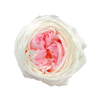 Preserved garde rose white&pink - 6 pcs