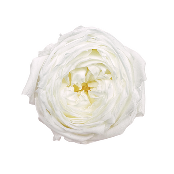 Preserved garde rose white - 6 pcs