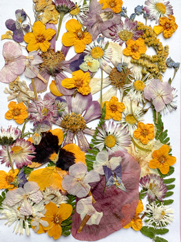 Dried pressed flowers - set