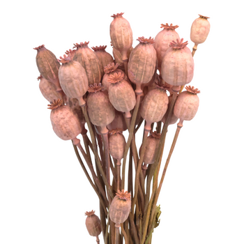 Dried pink poppies - dried flowers 100g