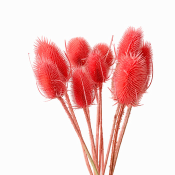 Dried pink thistle 10 pcs.