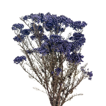 Rice flower (Ozothamnus) dark blue - bouquet