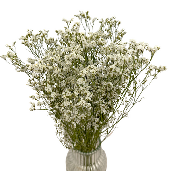 White limonium - dried flowers