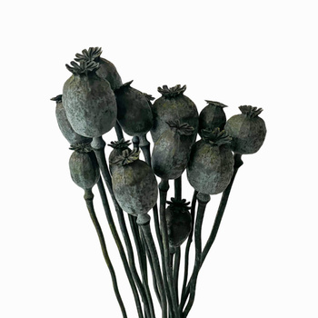 Suszone makówki czarna- suszone kwiaty 100g