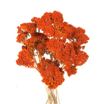 Krwawnik suszony pomarańczowy (Achillea)