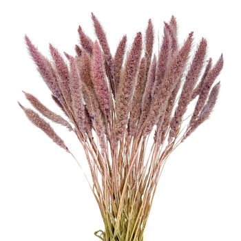 Dried light violet setaria - dried grasses