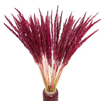 Dried burgundy forest grass - dried grasses