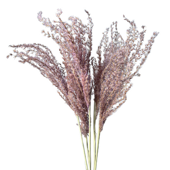 Miscanthus violet dried 5 pcs.